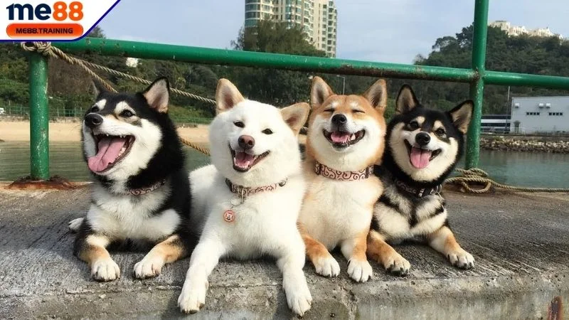 Tại sao chúng ta lại chiêm bao thấy chó? 