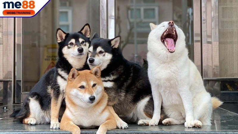 Mơ thấy chó và ý nghĩa cụ thể 