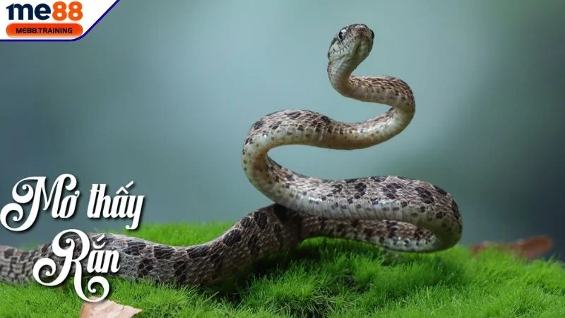 Lý do chúng ta mơ thấy rắn là gì? 