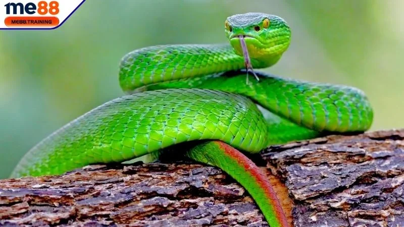Ý nghĩa tâm linh của giấc mơ 